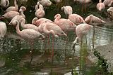 leipzig zoo-01_07_2011_zoo_allgemein_230